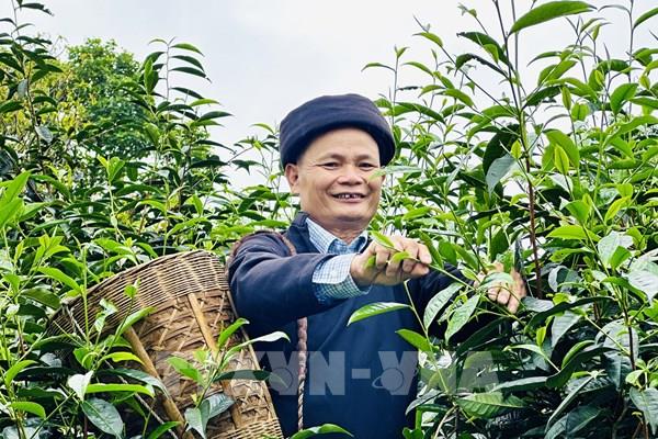 Chè Shan tuyết Tuyên Quang: “Mỏ vàng xanh” giữa đại ngàn