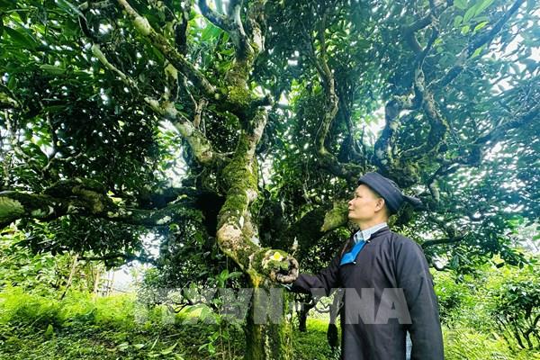 Hành trình đưa hương vị chè Shan Tuyết vươn xa