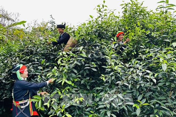 Tuyên Quang tạo đà tăng trưởng từ ba trụ cột kinh tế