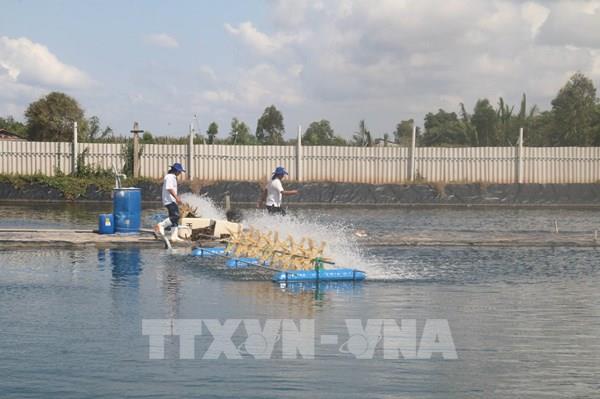Giá tôm cuối vụ tại Đồng Tháp tăng mạnh