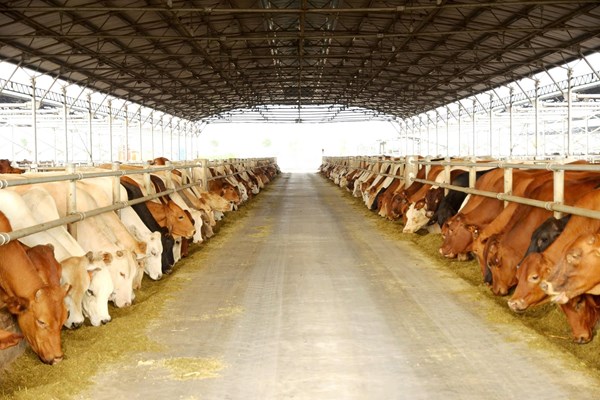 Nông nghiệp Hòa Phát chính thức nộp hồ sơ IPO