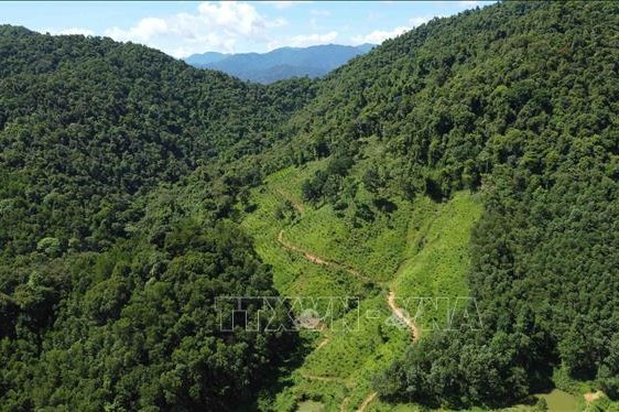 Việt Nam sắp nhận thêm 5 triệu USD từ chuyển nhượng carbon