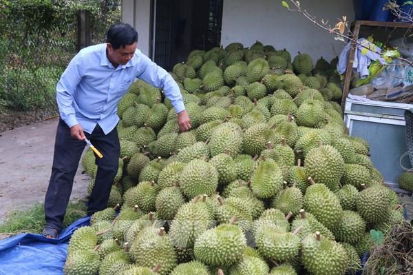 Giữ chuẩn vàng cho trái sầu riêng xuất khẩu