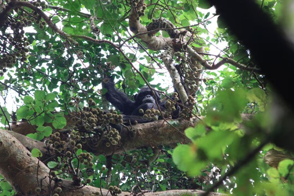 Bất ngờ sở thích "nhậu nhẹt" của con người bắt nguồn từ tinh tinh