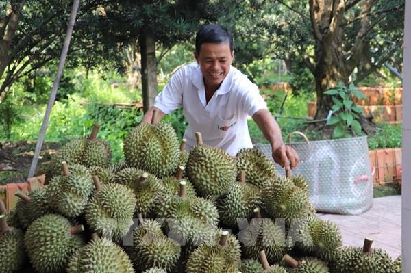 Giá nhiều loại nông sản chủ lực tại Đồng Tháp tăng trở lại