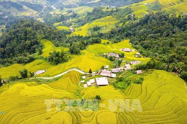 Rực rỡ mùa lúa chín dưới chân Tây Côn Lĩnh