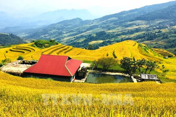 Xà Phìn - hòa mình trong sắc vàng, đắm say hồn rêu xanh