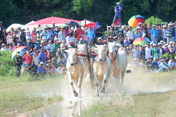 Độc đáo Hội đua bò Bảy Núi