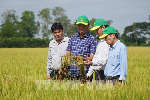 Sản xuất lúa phát thải thấp tại Đồng Tháp: Lợi nhuận tăng, môi trường lợi