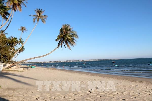 Vẻ đẹp của rặng dừa trăm tuổi bên biển Mũi Né