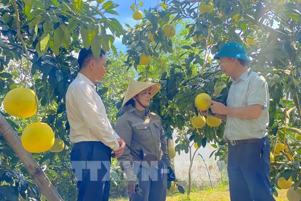 Phát triển thương hiệu, mở rộng thị trường cho bưởi Phúc Trạch