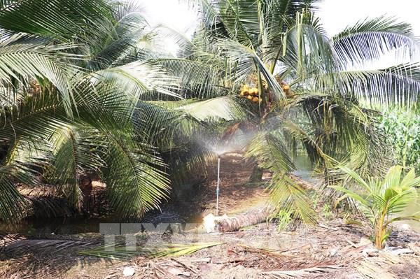 Vươn lên từ đất mặn, cây dừa giúp nông dân thoát nghèo