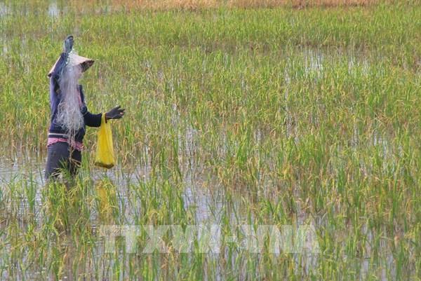 Tháo “nút thắt” vốn vay cho hợp tác xã tham gia Đề án 1 triệu ha lúa