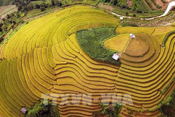 Mùa lúa chín nơi vùng cao Sơn La