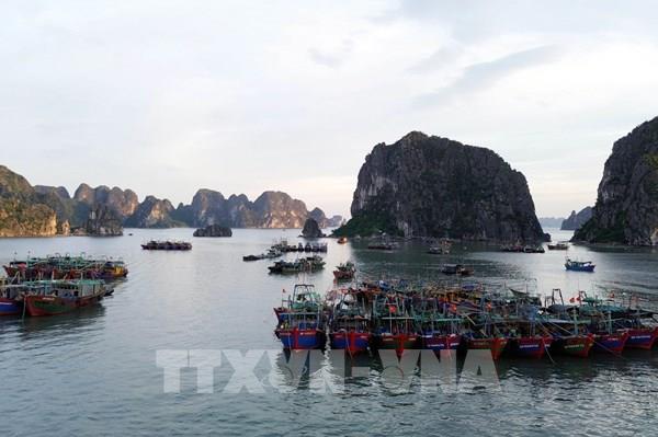 Dự báo ngày 25/9, bão số 9 sẽ ở trên vùng biển Quảng Ninh và suy yếu dần