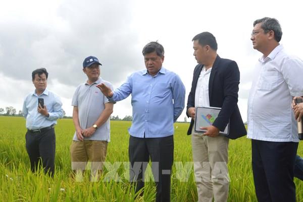 Công nghệ tưới tích hợp AI mở đường cho Đề án 1 triệu ha lúa phát thải thấp