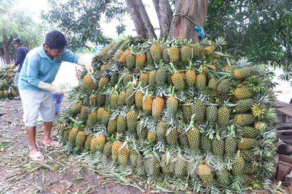 Cây dứa mật giúp người dân vùng biên Mường Nhà thoát nghèo