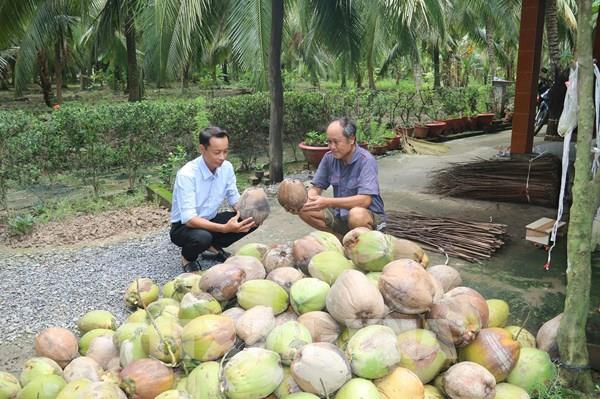 Dừa khô được giá mang lại lợi nhuận cao cho nông dân