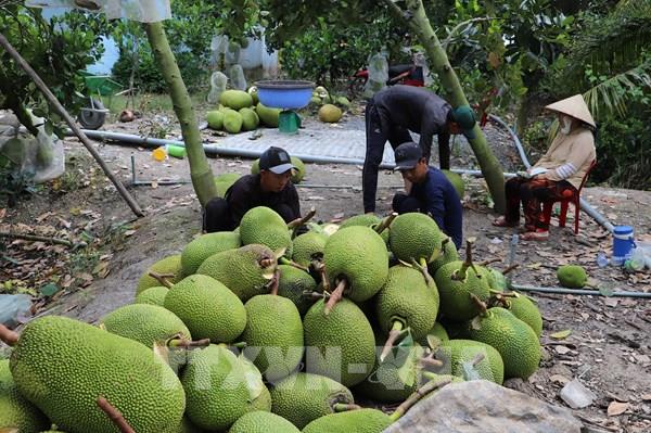 Mít siêu sớm “lên ngôi”, giá tăng vọt cuối năm