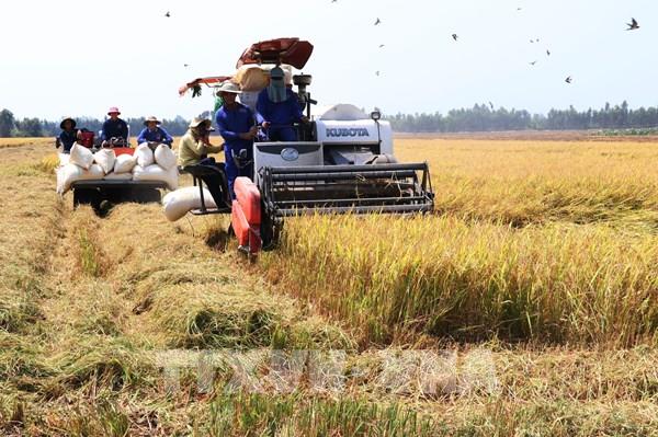 Đồng Tháp khẳng định vị thế bằng nông nghiệp công nghệ cao