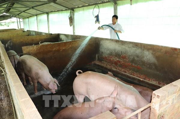 Nghề nuôi lợn ở Đồng Tháp khởi sắc, nông dân lãi lớn