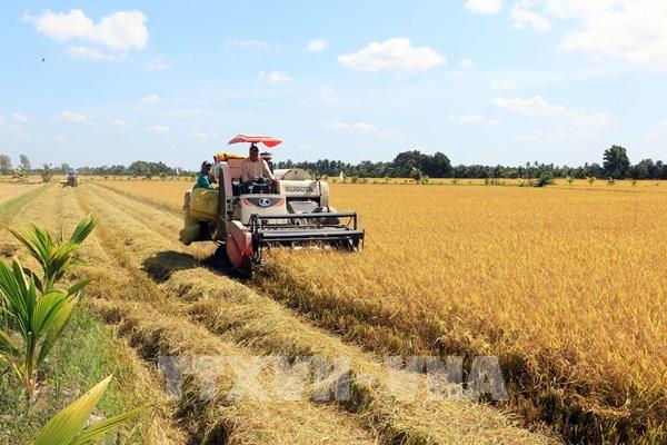 Vĩnh Long xây dựng kế hoạch sản xuất vụ lúa Đông Xuân