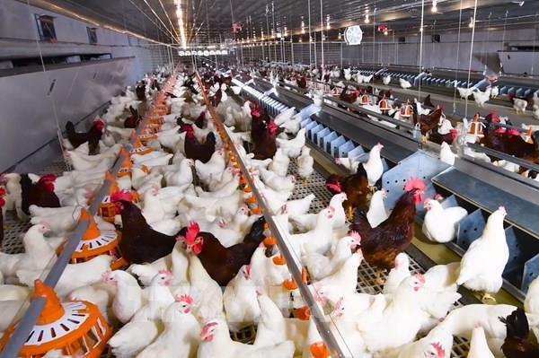 Đổi mới sáng tạo, ngành chăn nuôi tìm động lực tăng trưởng mới