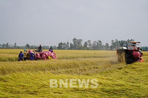 Từ vựa lúa cả nước, An Giang hướng tới trung tâm nông nghiệp hiện đại
