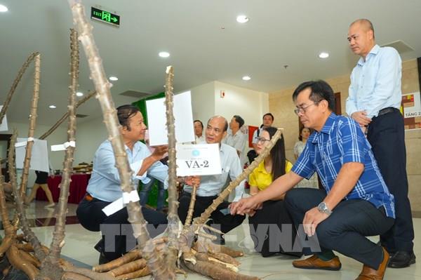 Chọn tạo giống sắn kháng bệnh khảm lá bằng công nghệ phân tử