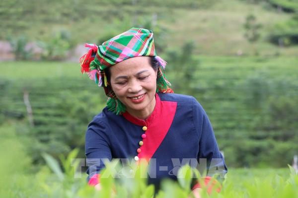 Nâng tầm trà La Bằng theo tư duy kinh tế nông nghiệp hiện đại