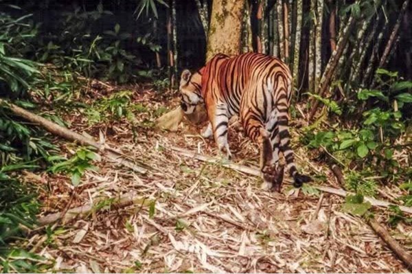 Thực hư thông tin có hổ xuất hiện tại xã Ngọc Sơn, Phú Thọ