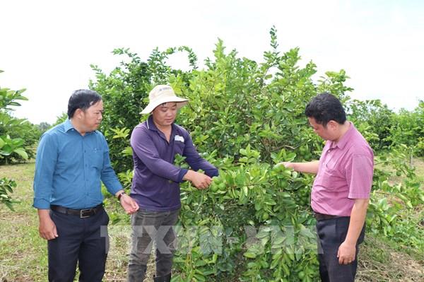 Kinh tế tập thể bứt phá: Khi chính sách thắp lửa khát vọng
