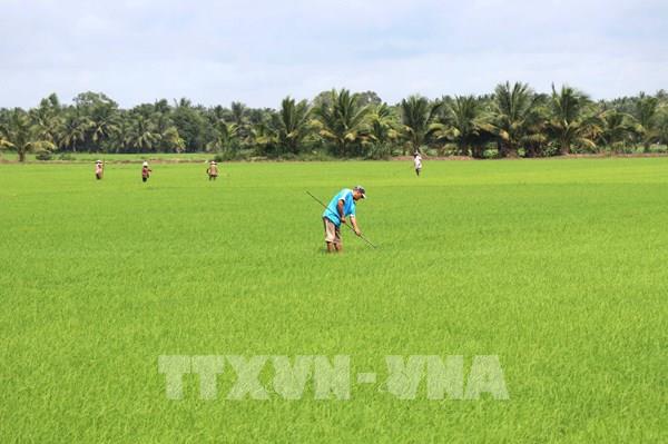 Nông nghiệp Vĩnh Long tăng tốc, hướng đích lớn cuối năm