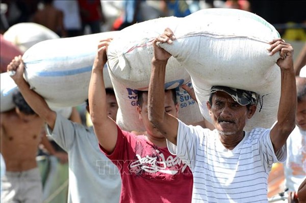 Sản lượng lúa của Philippines lập kỷ lục mới