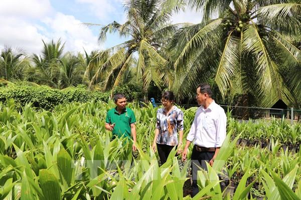 Từ ruộng lúa sang vườn dừa: Hướng đi giúp nông dân Vĩnh Long đổi đời