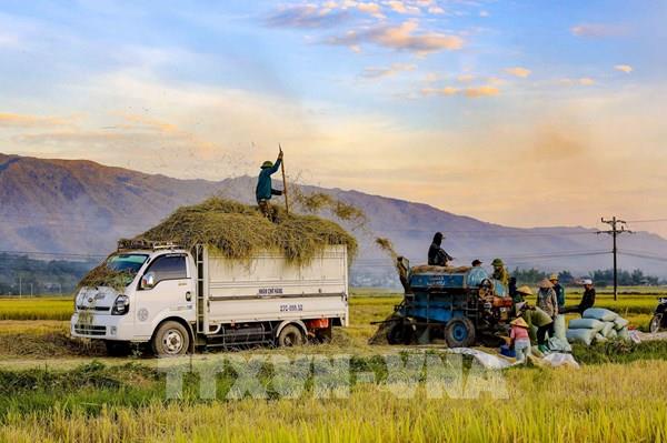 Nhộn nhịp ngày mùa trên cánh đồng Mường Thanh