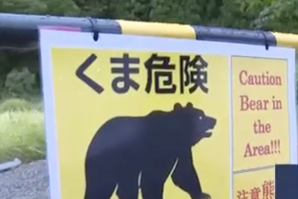 Ngày càng có nhiều vụ gấu tấn công người ở Nhật Bản