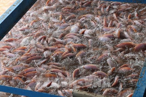Người nuôi cá điêu hồng Đồng Tháp “đứng ngồi không yên” vì giá giảm