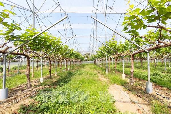 Nho Khánh Hòa "thay áo mới” nhờ tiến bộ khoa học kỹ thuật
