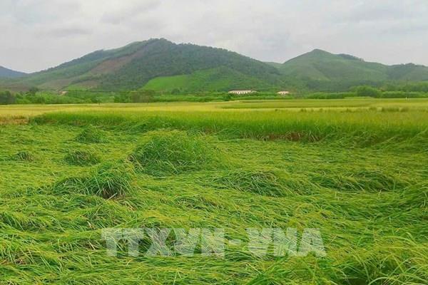 Hoàn lưu bão số 11 và mưa lũ làm 9.480 ha lúa, hoa màu thiệt hại, 1.608 nhà bị cô lập