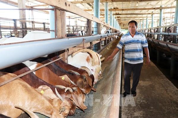Đồng Tháp tái cơ cấu chăn nuôi gia cầm theo chuẩn VietGAP, GlobalGAP