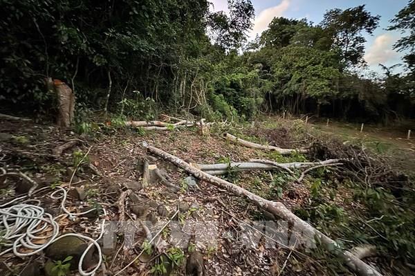 Thành phố Hồ Chí Minh xác minh rừng tự nhiên bị chặt hạ tại Côn Đảo