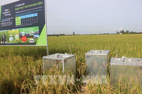Ứng dụng công nghệ đo giảm phát thải khí nhà kính trong canh tác lúa
