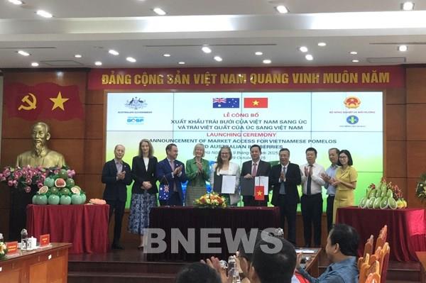 Trái bưởi Việt Nam chính thức có mặt tại thị trường Australia