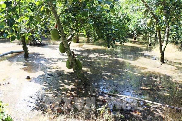 Đồng Tháp giữ vùng chuyên canh sầu riêng trước thử thách triều cường