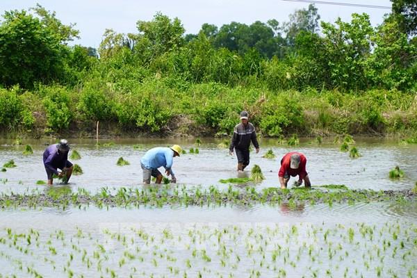 Gỡ rối khung pháp lý về giảm phát thải mê-tan trong trồng trọt