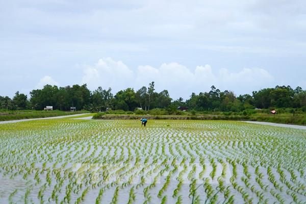 Giảm phát thải khí mê-tan hướng tới nền nông nghiệp bền vững