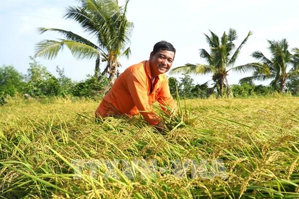 Làm giàu từ nông nghiệp thông minh: Câu chuyện của nông dân An Giang
