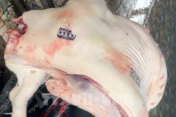 Cần Thơ phát hiện gần 1 tấn thịt lợn dịch tả được đóng dấu kiểm dịch