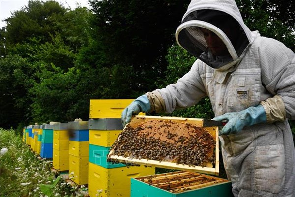 Sản lượng mật ong của Pháp năm 2025 dự kiến tăng gấp đôi năm ngoái